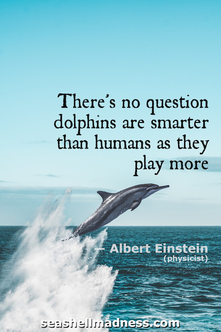 Albert Einstein Beach Quote: There's no question dolphins are smarter than humans as they play more.