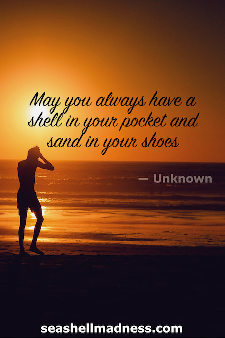 Unknown Author Beach Quote: May you always have a shell in your pocket and sand in your shoes