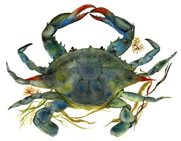 Watercolor Crab Print