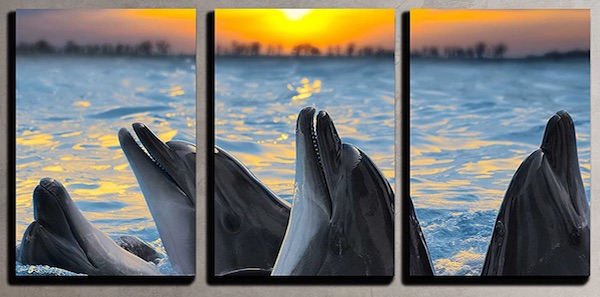 Dolphin Art: Botle Nosed Dolphins at Sunset