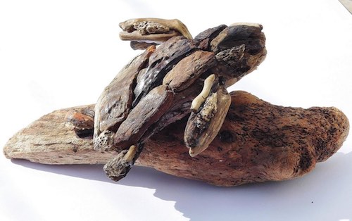 artist: Neil Hampson - driftwood turtle sculpture
