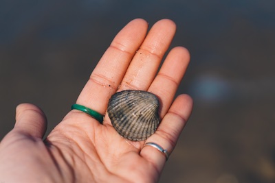 When is the Best Time to Find Seashells in Florida? Shelling Tips