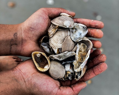 Handful of Shells