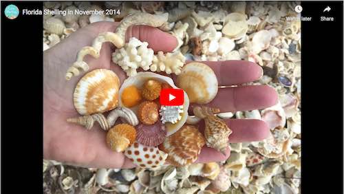 5 hot tips for finding the best shells