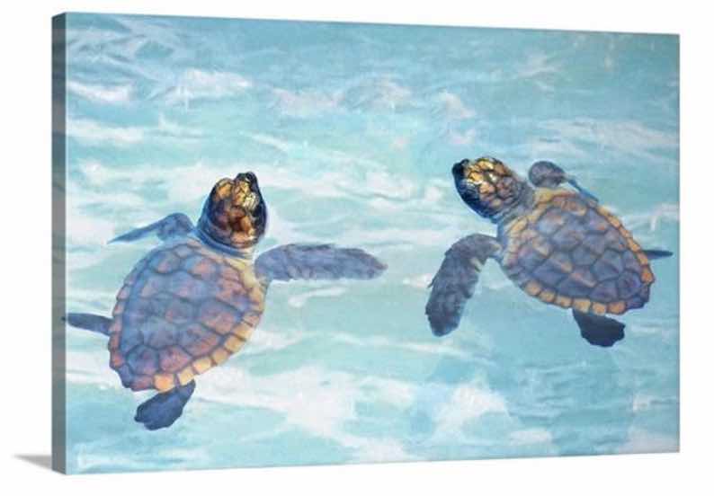 Sea Turtle Hatchlings Art Print