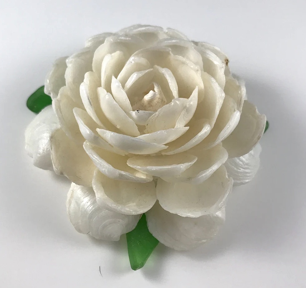 White Rose Seashell Flower by Carol Bell