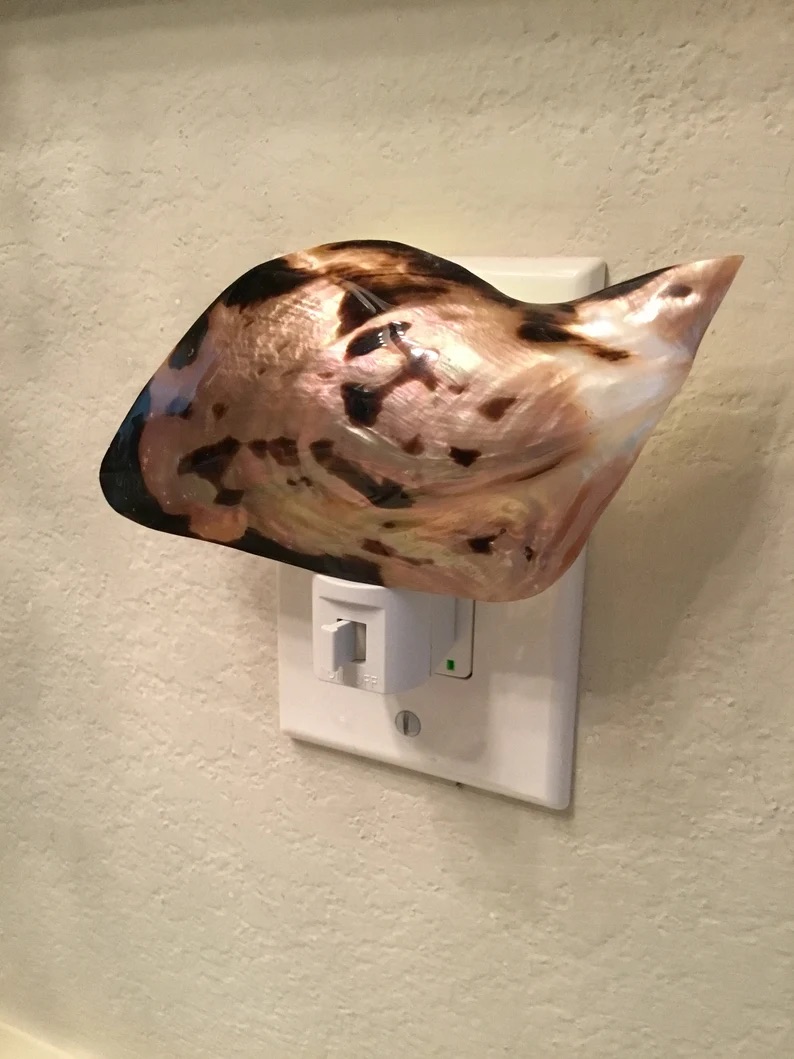 Black Clam Nightlight by Hawaii Bob