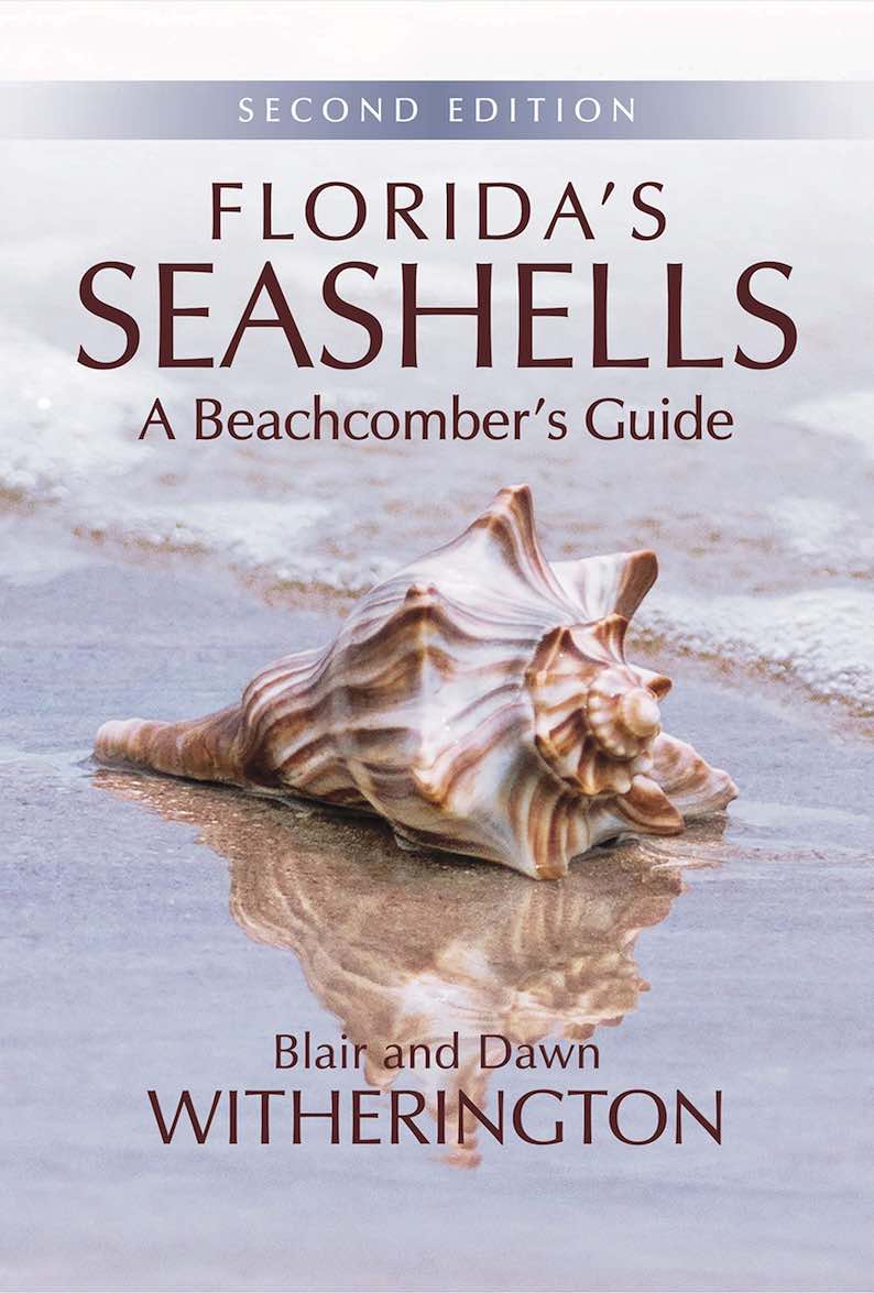Florida’s Seashells: A Beachcomber’s Guide