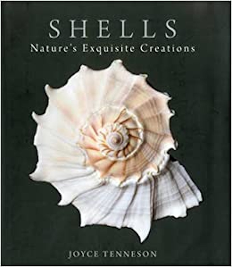 Shells: Nature’s Exquisite Creations