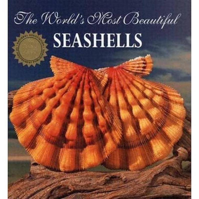 The World’s Most Beautiful Seashells