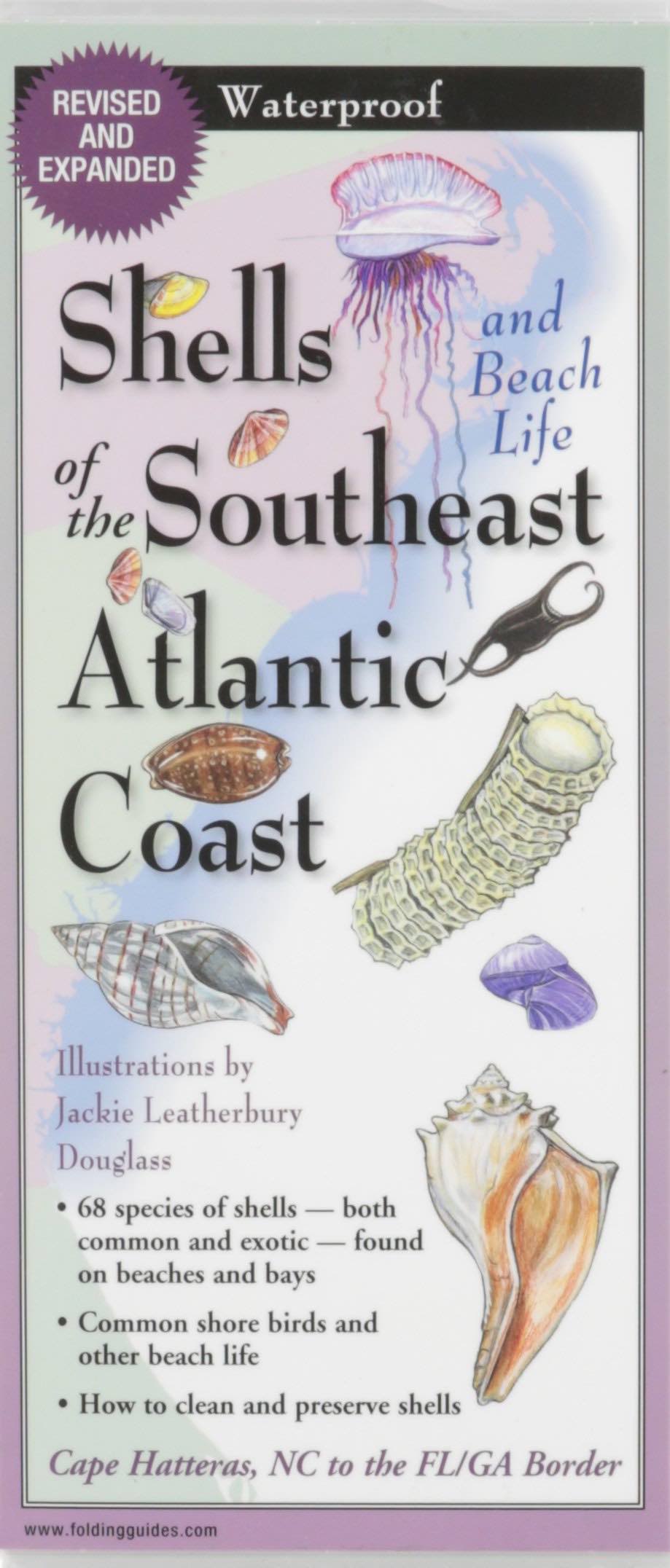 Shells of the Southeast Atlantic Coast: Folding Guide