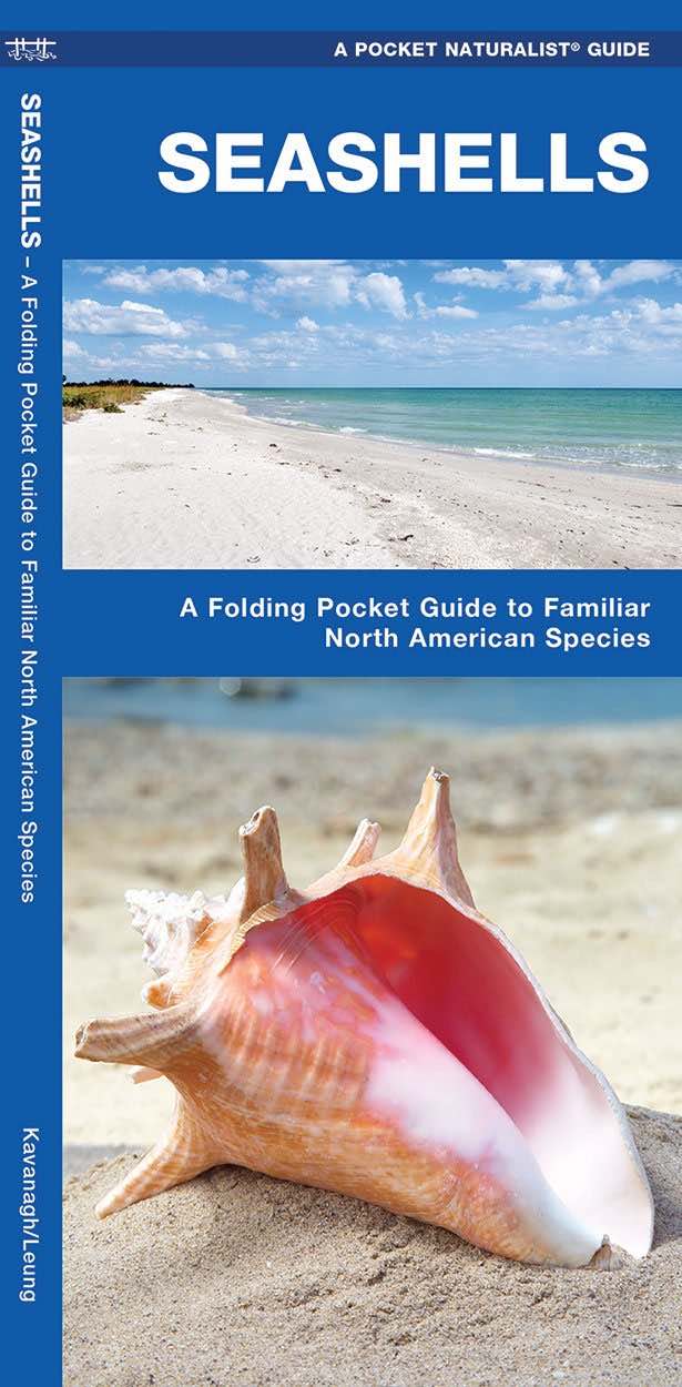 Seashells: A Folding Pocket Guide to Familiar North American Species