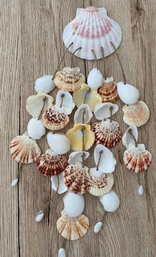 13 Sea Shell - Baskets ideas  sea shells, shells, sea shell decor