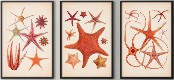 3-Panel Starfish Print