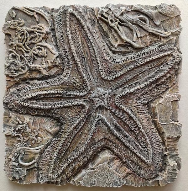 Fossil Starfish